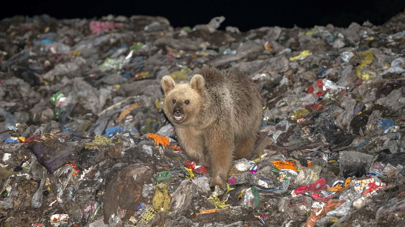 Brown Bear looks for food in a dump in the Sarikamis district of Kars, Turkey